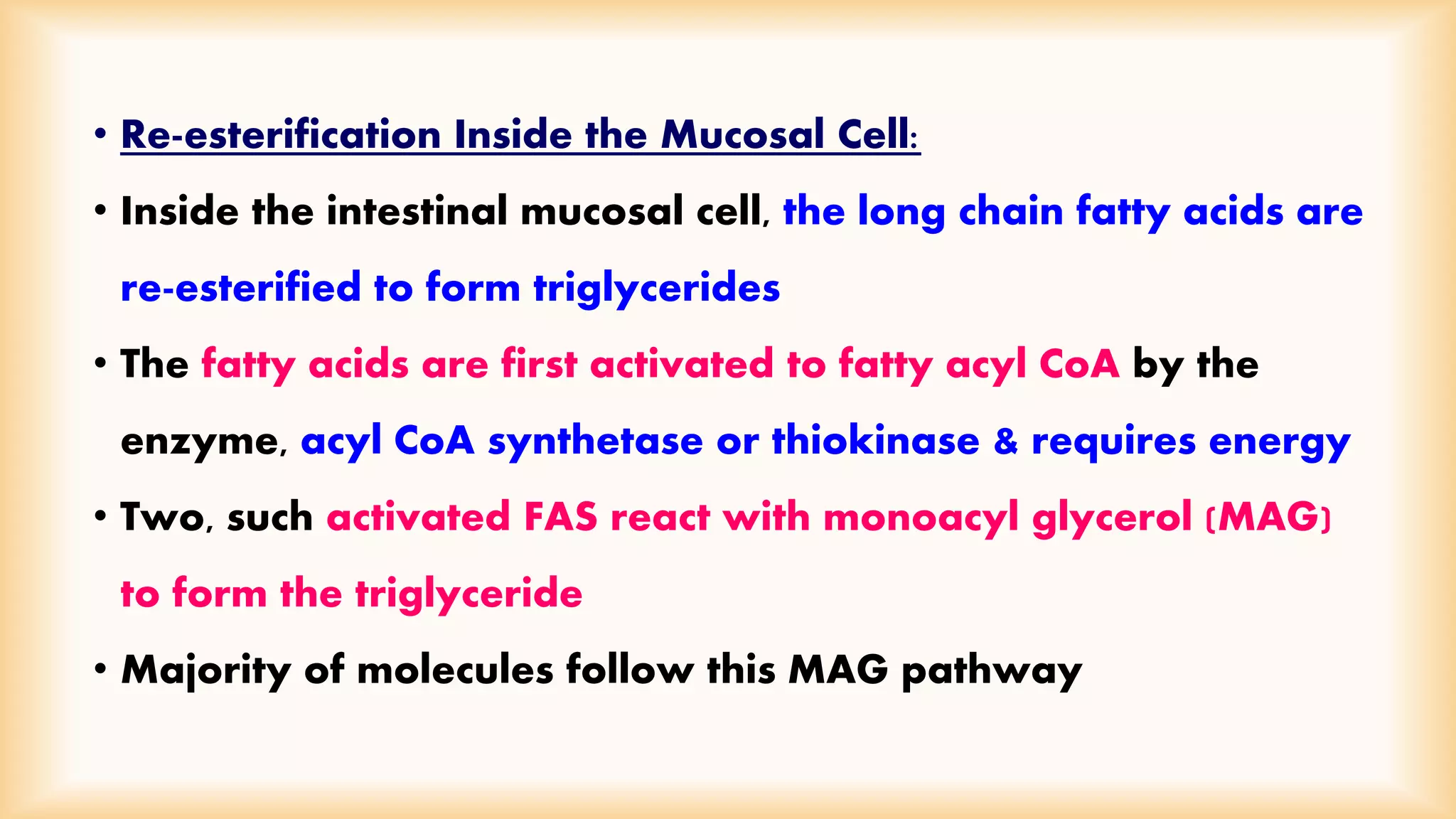 • Re-esterification Inside the Mucosal Cell: 
• Inside the intestinal mucosal cell, the long chain fatty acids are 
re-esterified to form triglycerides 
• The fatty acids are first activated to fatty acyl CoA by the 
enzyme, acyl CoA synthetase or thiokinase & requires energy 
• Two, such activated FAS react with monoacyl glycerol (MAG) 
to form the triglyceride 
• Majority of molecules follow this MAG pathway 
 