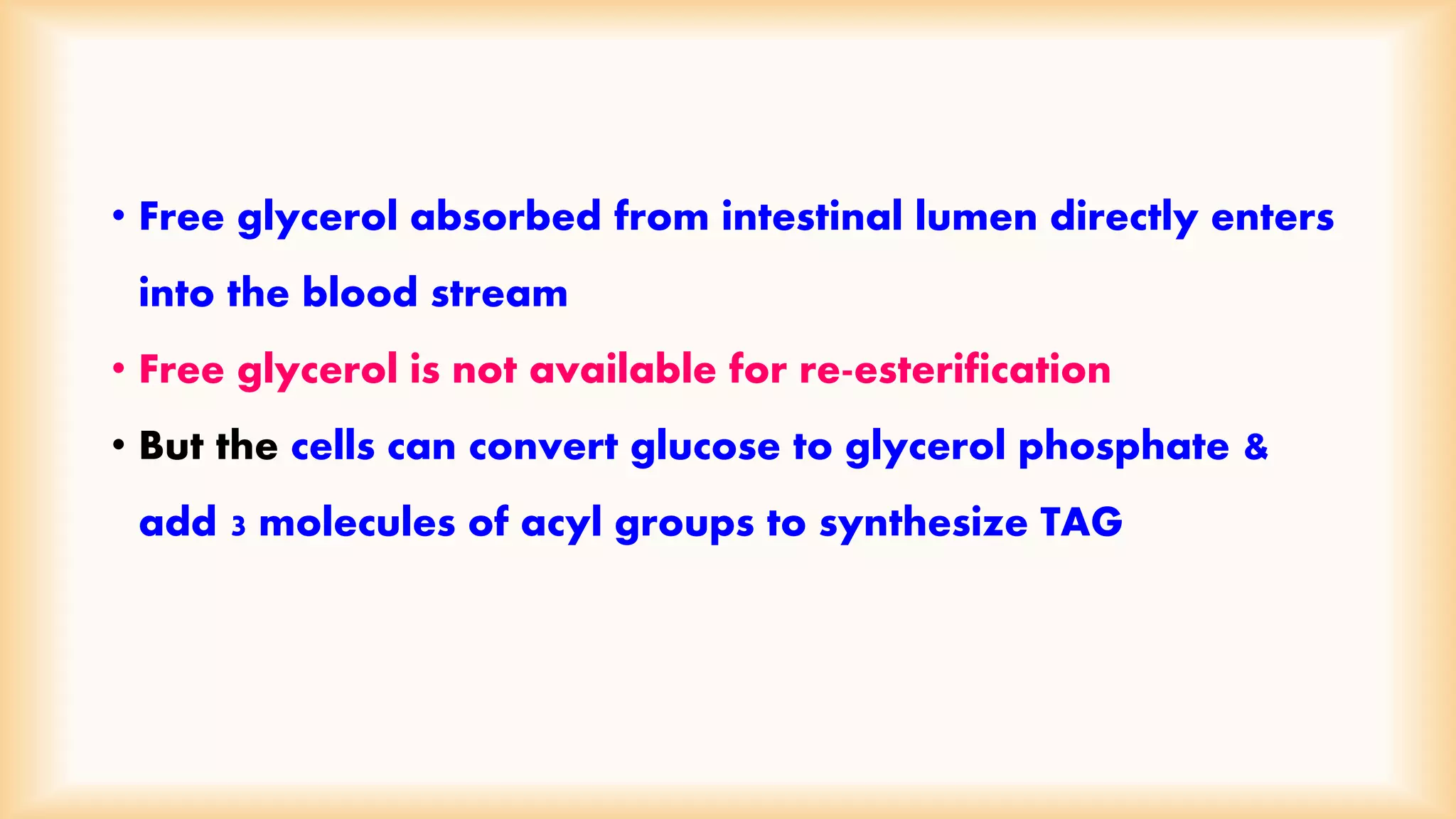 • Free glycerol absorbed from intestinal lumen directly enters 
into the blood stream 
• Free glycerol is not available for re-esterification 
• But the cells can convert glucose to glycerol phosphate & 
add 3 molecules of acyl groups to synthesize TAG 
 