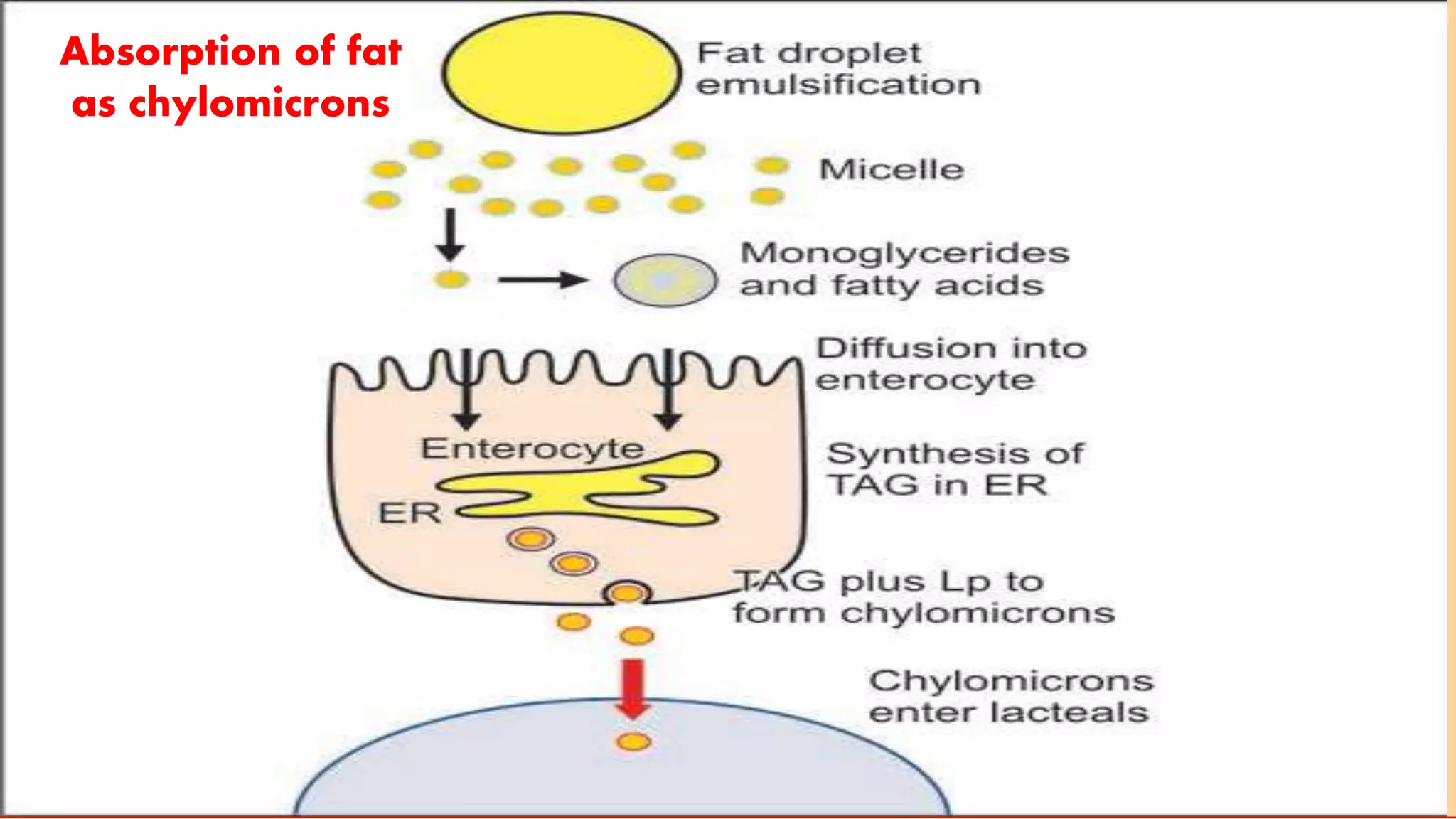 Absorption of fat 
as chylomicrons 
 