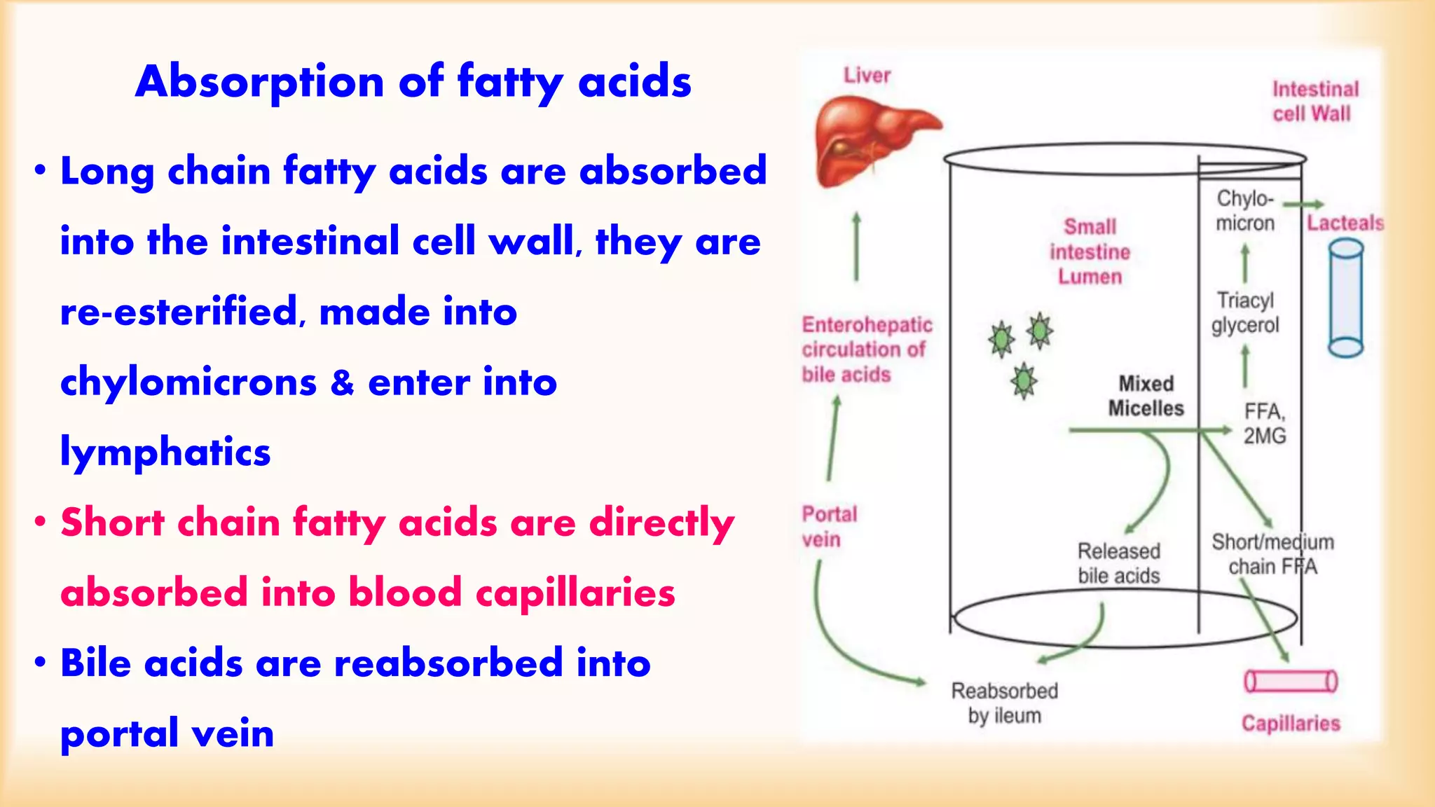 Absorption of fatty acids 
• Long chain fatty acids are absorbed 
into the intestinal cell wall, they are 
re-esterified, made into 
chylomicrons & enter into 
lymphatics 
• Short chain fatty acids are directly 
absorbed into blood capillaries 
• Bile acids are reabsorbed into 
portal vein 
 