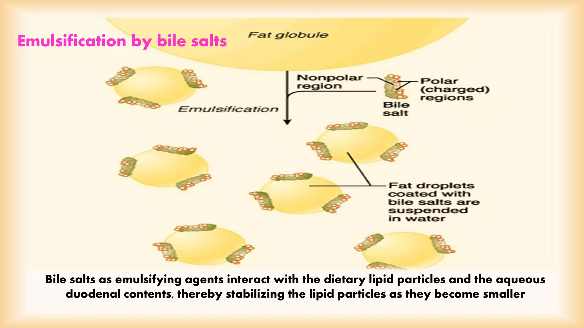Emulsification by bile salts 
Bile salts as emulsifying agents interact with the dietary lipid particles and the aqueous 
duodenal contents, thereby stabilizing the lipid particles as they become smaller 
 