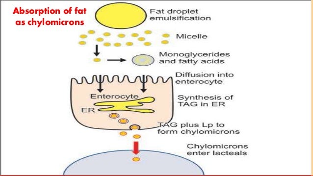 salt bile structure & DIGESTION LIPIDS OF ABSORPTION