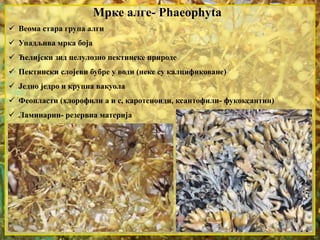 Мрке алге- Phaeophyta 
 Веома стара група алги 
 Упадљива мрка боја 
 Ћелијски зид целулозно пектинске природе 
 Пектински слојеви бубре у води (неке су калцификоване) 
 Једно једро и крупна вакуола 
 Феопласти (хлорофили а и с, каротеноиди, ксантофили- фукоксантин) 
 Ламинарин- резервна материја 
 