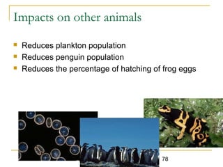 Impacts on other animals 
 Reduces plankton population 
 Reduces penguin population 
 Reduces the percentage of hatching of frog eggs 
Dr. Rajendra Singh Thakur 78 
 