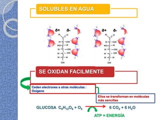 Ceden electrones a otras moléculas :
Oxígeno
Ellos se transforman en moléculas
más sencillas
GLUCOSA C6H12O6 + O2 6 CO2 + 6 H2O
ATP = ENERGÍA
SOLUBLES EN AGUA
SE OXIDAN FACILMENTE
 