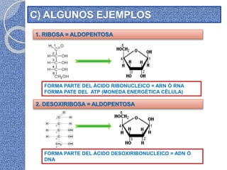C) ALGUNOS EJEMPLOS
1. RIBOSA = ALDOPENTOSA
FORMA PARTE DEL ÁCIDO RIBONUCLEICO = ARN Ó RNA
FORMA PATE DEL ATP (MONEDA ENERGÉTICA CÉLULA)
FORMA PARTE DEL ÁCIDO DESOXIRIBONUCLEICO = ADN Ó
DNA
2. DESOXIRIBOSA = ALDOPENTOSA
 