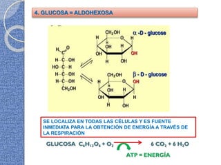 4. GLUCOSA = ALDOHEXOSA
SE LOCALIZA EN TODAS LAS CÉLULAS Y ES FUENTE
INMEDIATA PARA LA OBTENCIÓN DE ENERGÍA A TRAVÉS DE
LA RESPIRACIÓN
 