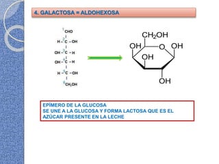 4. GALACTOSA = ALDOHEXOSA
EPÍMERO DE LA GLUCOSA
SE UNE A LA GLUCOSA Y FORMA LACTOSA QUE ES EL
AZÚCAR PRESENTE EN LA LECHE
 