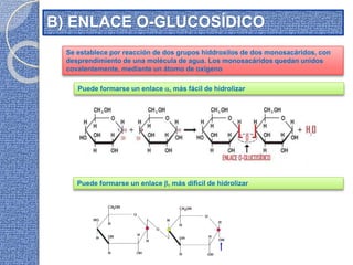 B) ENLACE O-GLUCOSÍDICO
Se establece por reacción de dos grupos hiddroxilos de dos monosacáridos, con
desprendimiento de una molécula de agua. Los monosacáridos quedan unidos
covalentemente, mediante un átomo de oxígeno
Puede formarse un enlace , más fácil de hidrolizar
Puede formarse un enlace , más dificil de hidrolizar
 