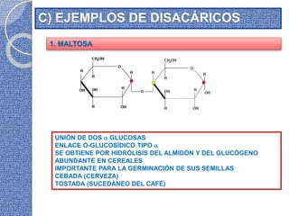 C) EJEMPLOS DE DISACÁRICOS
1. MALTOSA
UNIÓN DE DOS  GLUCOSAS
ENLACE O-GLUCOSÍDICO TIPO 
SE OBTIENE POR HIDRÓLISIS DEL ALMIDÓN Y DEL GLUCÓGENO
ABUNDANTE EN CEREALES
IMPORTANTE PARA LA GERMINACIÓN DE SUS SEMILLAS
CEBADA (CERVEZA)
TOSTADA (SUCEDÁNEO DEL CAFÉ)
 