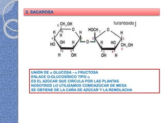 2. SACAROSA
UNIÓN DE  GLUCOSA -  FRUCTOSA
ENLACE O-GLUCOSÍDICO TIPO 
ES EL AZÚCAR QUE CIRCULA POR LAS PLANTAS
NOSOTROS LO UTILIZAMOS COMOAZÚCAR DE MESA
SE OBTIENE DE LA CAÑA DE AZÚCAR Y LA REMOLACHA
 