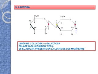 3. LACTOSA
UNIÓN DE  GLUCOSA -  GALACTOSA
ENLACE O-GLUCOSÍDICO TIPO 
ES EL AZÚCAR PRESENTE EN LA LECHE DE LOS MAMÍFEROS
 