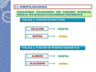 3.1. HOMOPOLISACÁRIDOS
* ENLACE : FUNCIÓN ESTRUCTURAL
* ENLACE : FUNCIÓN DE RESERVA ENERGÉTICA
CELULOSA
QUITINA
ALMIDÓN
GLUCÓGENO
VEGETAL
ANIMAL
VEGETAL
ANIMAL
ENCONTRAMOS POLISACÁRIDOS CON FUNCIONES DIFERENTES
SEGÚN EL TIPO DE ENLACE O-GLUCOSÍDICO PREDOMINANTE:
 