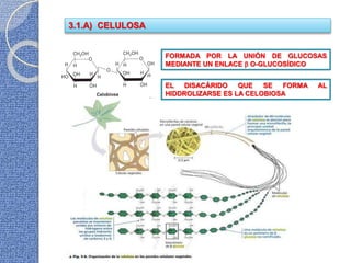 FORMADA POR LA UNIÓN DE GLUCOSAS
MEDIANTE UN ENLACE  O-GLUCOSÍDICO
EL DISACÁRIDO QUE SE FORMA AL
HIDDROLIZARSE ES LA CELOBIOSA
3.1.A) CELULOSA
 