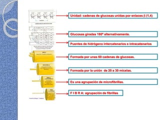 Unidad: cadenas de glucosas unidas por enlaces  (1,4)
Glucosas giradas 180º alternativamente.
Puentes de hidrógeno intercatenarios e intracatenarios
Formada por unas 60 cadenas de glucosas.
Formada por la unión de 20 a 30 micelas.
Es una agrupación de microfibrillas.
F I B R A: agrupación de fibrillas
 