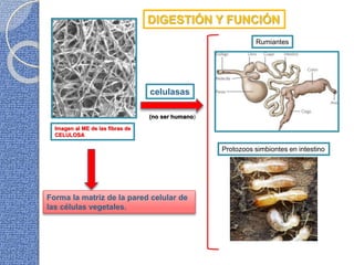 DIGESTIÓN Y FUNCIÓN
Imagen al ME de las fibras de
CELULOSA
celulasas
Rumiantes
Protozoos simbiontes en intestino
Forma la matriz de la pared celular de
las células vegetales.
(no ser humano)
 