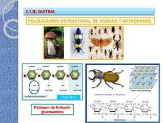 3.1.B) QUITINA
Polímero de N-Acetil-
glucosamina
POLISACÁRIDO ESTRUCTURAL DE HONGOS Y ARTRÓPODOS
 
