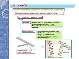 3.1.C) ALMIDÓN
HOMOPOLISACÁRIDO DE RESERVA ENERGÉTICA EN VEGETALES
Polímero de GLUCOSAS unidas mediante enlaces  (1,4)
La molécula presenta dos
zonas
AMILOPECTINA Región EXTERIOR (RAMAS). Cada
15-30 restos de glucosa aparece un
enlaces  (1,6) y se forman
ramificaciones sobre la cadena
principal helicoidal.
Ramificación  (1,6)
Cada 15-30 restos
AMILOSA Región CENTRAL. Formada por la unión de
glucosas mediante enlaces  (1,4).
Espacialmente adquiere disposición
helicoidal.
 