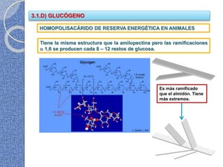 3.1.D) GLUCÓGENO
Tiene la misma estructura que la amilopectina pero las ramificaciones
 1,6 se producen cada 8 – 12 restos de glucosa.
Es más ramificado
que el almidón. Tiene
más extremos.
HOMOPOLISACÁRIDO DE RESERVA ENERGÉTICA EN ANIMALES
 