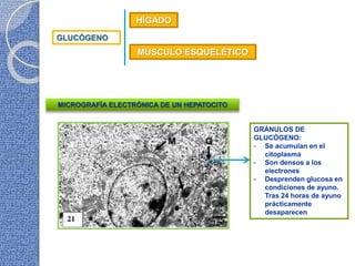 GLUCÓGENO
HÍGADO
MÚSCULO ESQUELÉTICO
MICROGRAFÍA ELECTRÓNICA DE UN HEPATOCITO
GRÁNULOS DE
GLUCÓGENO:
- Se acumulan en el
citoplasma
- Son densos a los
electrones
- Desprenden glucosa en
condiciones de ayuno.
Tras 24 horas de ayuno
prácticamente
desaparecen
 