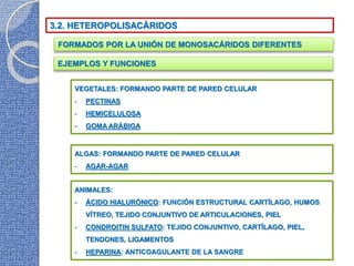 3.2. HETEROPOLISACÁRIDOS
FORMADOS POR LA UNIÓN DE MONOSACÁRIDOS DIFERENTES
EJEMPLOS Y FUNCIONES
VEGETALES: FORMANDO PARTE DE PARED CELULAR
- PECTINAS
- HEMICELULOSA
- GOMA ARÁBIGA
ALGAS: FORMANDO PARTE DE PARED CELULAR
- AGAR-AGAR
ANIMALES:
- ÁCIDO HIALURÓNICO: FUNCIÓN ESTRUCTURAL CARTÍLAGO, HUMOS
VÍTREO, TEJIDO CONJUNTIVO DE ARTICULACIONES, PIEL
- CONDROITIN SULFATO: TEJIDO CONJUNTIVO, CARTÍLAGO, PIEL,
TENDONES, LIGAMENTOS
- HEPARINA: ANTICOAGULANTE DE LA SANGRE
 
