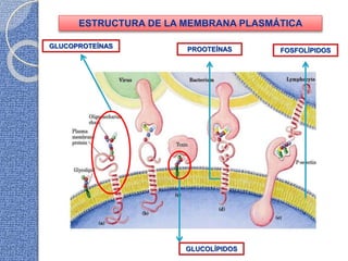 ESTRUCTURA DE LA MEMBRANA PLASMÁTICA
FOSFOLÍPIDOSPROOTEÍNASGLUCOPROTEÍNAS
GLUCOLÍPIDOS
 