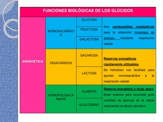 FUNCIONES BIOLÓGICAS DE LOS GLÚCIDOS
ENERGÉTICA
MONOSACÁRIDO
S
GLUCOSA
Son combustibles metabólicos
para la obtención inmediata de
energía mediante respiración
celular
FRUCTOSA
GALACTOSA
DISACÁRIDOS
SACAROSA
Reservas energéticas
rápidamente utilizables.
Se hidrolizan con facilidad para
aportar monosacáridos a la
respiración celular
LACTOSA
HOMOPOLISACÁ
RIDOS
ALMIDÓN
Reserva energética a largo plazo.
Buen sistema para acumular gran
cantidad de glucosa en la célula
reduciendo el efecto osmóticoGLUCÓGENO
 