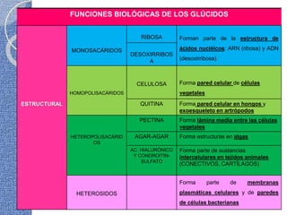 FUNCIONES BIOLÓGICAS DE LOS GLÚCIDOS
ESTRUCTURAL
MONOSACÁRIDOS
RIBOSA Forman parte de la estructura de
ácidos nucléicos: ARN (ribosa) y ADN
(desoxirribosa)
DESOXIRRIBOS
A
HOMOPOLISACÁRIDOS
CELULOSA Forma pared celular de células
vegetales
QUITINA Forma pared celular en hongos y
exoesqueleto en artrópodos
HETEROPOLISACÁRID
OS
PECTINA Forma lámina media entre las células
vegetales
AGAR-AGAR Forma estructuras en algas
AC. HIALURÓNICO
Y CONDROITIN-
SULFATO
Forma parte de sustancias
intercelulares en tejidos animales
(CONECTIVOS, CARTÍLAGOS)
HETEROSIDOS
Forma parte de membranas
plasmáticas celulares y de paredes
de células bacterianas
 
