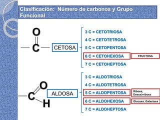 Clasificación: Número de carbonos y Grupo
Funcional
C
O
CETOSA
3 C = CETOTRIOSA
4 C = CETOTETROSA
5 C = CETOPENTOSA
6 C = CETOHEXOSA
7 C = CETOHEPTOSA
C
H
O
ALDOSA
3 C = ALDOTRIOSA
4 C = ALDOTETROSA
5 C = ALDOPENTOSA
6 C = ALDOHEXOSA
7 C = ALDOHEPTOSA
Ribosa,
Desoxirribosa
FRUCTOSA
Glucosa, Galactosa
 
