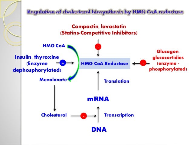Which Of The Following Lipids Is A Precursor For Estrogen And Bile CHOLESTEROL BIOSYNTHESIS