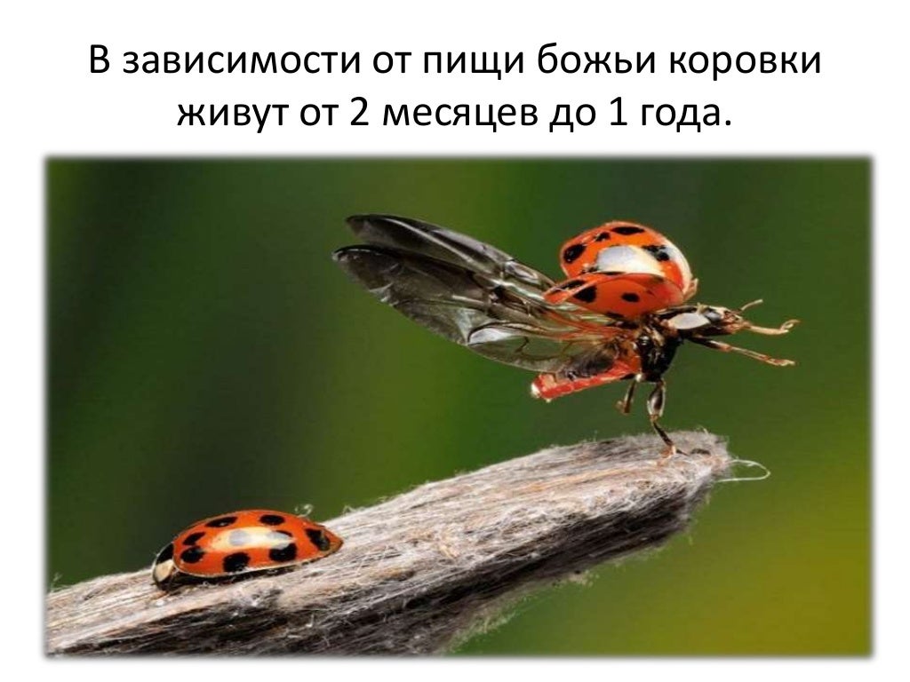 корівка