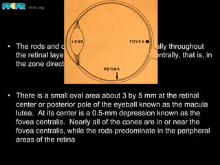 Restricting Light
•  The rods and cones are not distributed equally throughout
the retinal layer. The cones predominate centrally, that is, in
the zone directly behind the lens
•  There is a small oval area about 3 by 5 mm at the retinal
center or posterior pole of the eyeball known as the macula
lutea. At its center is a 0.5-mm depression known as the
fovea centralis. Nearly all of the cones are in or near the
fovea centralis, while the rods predominate in the peripheral
areas of the retina
 