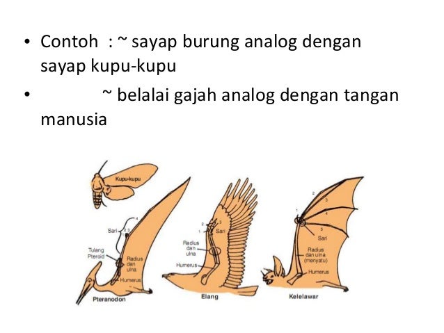 Download 410 Gambar Evolusi Kupu Kupu Paling Baru 
