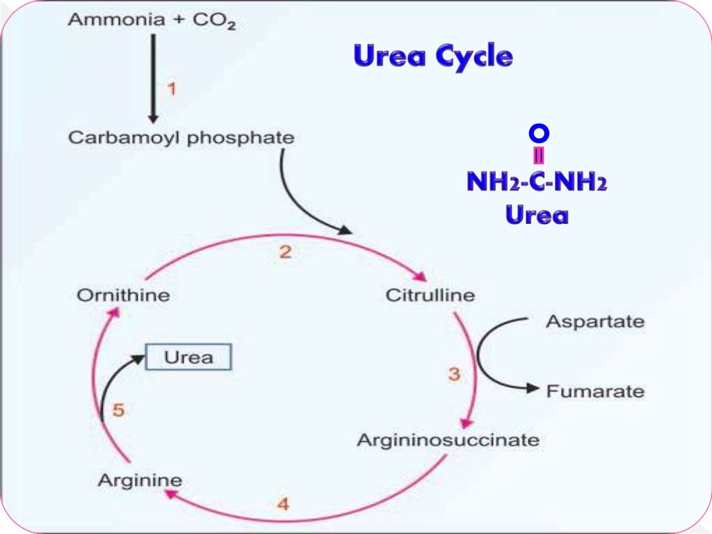UREA CYCLE