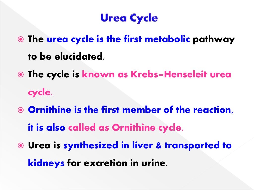 UREA CYCLE