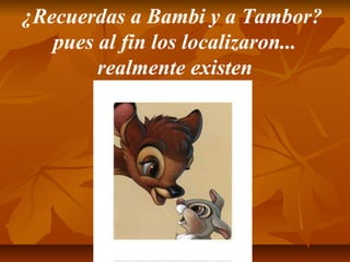 ¿Recuerdas a Bambi y a Tambor?
pues al fin los localizaron...
realmente existen
 