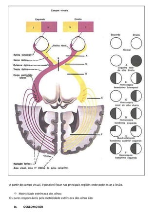 A partir do campo visual, é possível focar nas principais regiões onde pode estar a lesão.
 Motricidade extrínseca dos olhos:
Os pares responsáveis pela motricidade extrínseca dos olhos são:
III. OCULOMOTOR
 