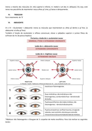 Inerva a maioria dos músculos (m. reto superior e inferior, m. medial e um dos m. oblíquos). Ou seja, este
nervo nos possibilita de movimentar nosso olhos p/ cima, p/ baixo e obriquamente.
IV. TROCLEAR
Faz o movimento de ‘X’
VI. ABDUCENTE
III e VI – Oculomotor + abducente: inerva os músculos que movimentam os olhos p/ dentro e p/ fora. (o
abducente só olha p/ fora)
Também é função do oculomotor o reflexo consensual, elevar a pálpebra superior e carrear fibras do
esfíncter da íris do parassimpático.
Portanto, a lesão do n. oculomotor causa:
MIDRÍASE, PTOSE E ESTRABISMO DIVERGENTE
Lesão do n. abducente causa:
ESTRABISMO CONVERGENTE
Lesão do n. trigêmeo causa:
ESTRABISMO OBLÍQUO
 Quanto às pupilas
*Midríase não fotoreagente e Glasgow de 3: suspeitar de morte encefálica. Para isto realizar os seguintes
testes:
Isocóricase fotorreagentes
Duas midriáticas:sãomidriáticase não
fotoreagentes,oaindamédiofixas –denotalesão
de bulbo.
Pupilaspuntiformes:doisladosmióticos,não
fotoreagentes. –denotalesãode ponte.
Pupilasanisocóricas:verificartraumas,cirurgiade
catarata, caso contrário,denotaque a pressão
intracranianaestáaumentadadoladoda midríase.
 