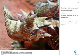 2014 i.school All Rights Reserved.
This material shall be the sole and exclusive property of i.school at The University of Tokyo and
shall not be used for any other purpose nor disclosed to any other party without i.school’s written
consent.
40
Description	
The thorny dragon lives in the dry
Australian desert.	
  
	
  
Grooves on its body guide water to its
mouth by drawing moisture caught on
the body.	
  
Structure to accumulate
microscopic energy	
  
Photo provided at: h]p://labaq.com/archives/51196569.html	
  
 