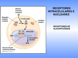 RECEPTORES
INTRACELULARES E
NUCLEARES
RECEPTORES DE
GLICORTICÓIDES
 