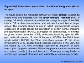 Figure 59-5. Intracellular mechanism of action of the glucocorticoid
receptor.
The figure shows the molecular pathway by which cortisol (labeled S)
enters cells and interacts with the glucocorticoid receptor (GR) to
change GR conformation (indicated by the change in shape of the GR),
induce GR nuclear translocation, and activate transcription of target
genes. The example shown is one in which glucocorticoids activate
expression of target genes; the expression of certain genes, including
pro-opiomelanocortin (POMC) expression by corticotropes, is inhibited
by glucocorticoid treatment. CBG, corticosteroid-binding globulin; GR,
glucocorticoid receptor; S, steroid hormone; HSP90, the 90-kd heat-
shock protein; HSP70, the 70-kd heat-shock protein; IP, the 56-kd
immunophilin; GRE, glucocorticoid-response elements in the DNA that
are bound by GR, thus providing specificity to induction of gene
transcription by glucocorticoids. Within the gene are introns (unshaded)
and exons (shaded); transcription and mRNA processing leads to
splicing and removal of introns and assembly of exons into mRNA.
SCHIMMER; PARKER, 2006
 