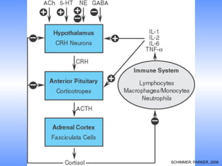 SCHIMMER; PARKER, 2006
 