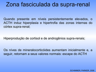 Zona fasciculada da supra-renal
Quando presente em níveis persistentemente elevados, o
ACTH induz hiperplasia e hipertrofia das zonas internas do
córtex supra-renal;
Hiperprodução de cortisol e de androgênios supra-renais;
Os níves de mineralocorticóides aumentam inicialmente e, a
seguir, retornam a seus valores normais: escape do ACTH
SCHIMMER; PARKER, 2006
 