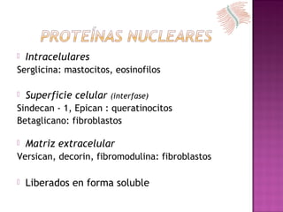  Intracelulares
Serglicina: mastocitos, eosinofilos
 Superficie celular (interfase)
Sindecan - 1, Epican : queratinocitos
Betaglicano: fibroblastos
 Matriz extracelular
Versican, decorin, fibromodulina: fibroblastos
 Liberados en forma soluble
 