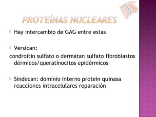  Hay intercambio de GAG entre estas
 Versican:
condroitin sulfato o dermatan sulfato fibroblastos
dérmicos/queratinocitos epidérmicos
 Sindecan: dominio interno protein quinasa
reacciones intracelulares reparación
 