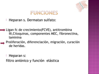  Heparan s. Dermatan sulfato:
Ligan fc de crecimiento(FCVE), antitrombina
III,Citoquinas, componentes MEC, fibronectina,
laminina
Proliferación, diferenciación, migración, curación
de heridas.
 Heparan s:
filtro aniónico y función elástica
 