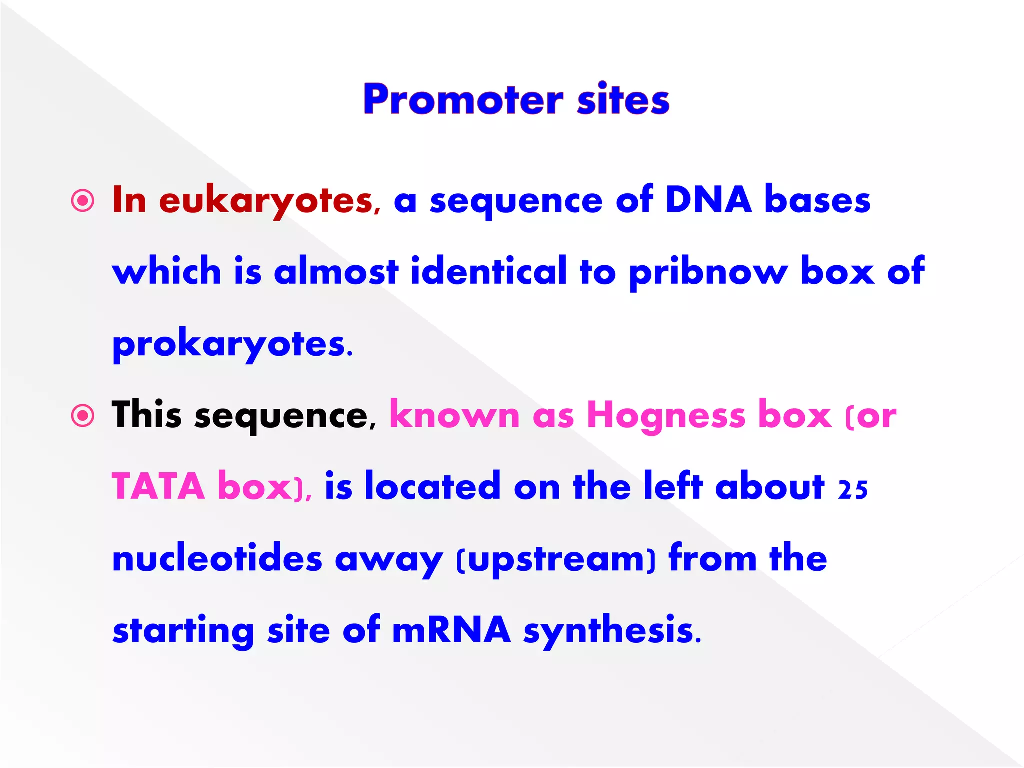  In eukaryotes, a sequence of DNA bases
which is almost identical to pribnow box of
prokaryotes.
 This sequence, known as Hogness box (or
TATA box), is located on the left about 25
nucleotides away (upstream) from the
starting site of mRNA synthesis.
 