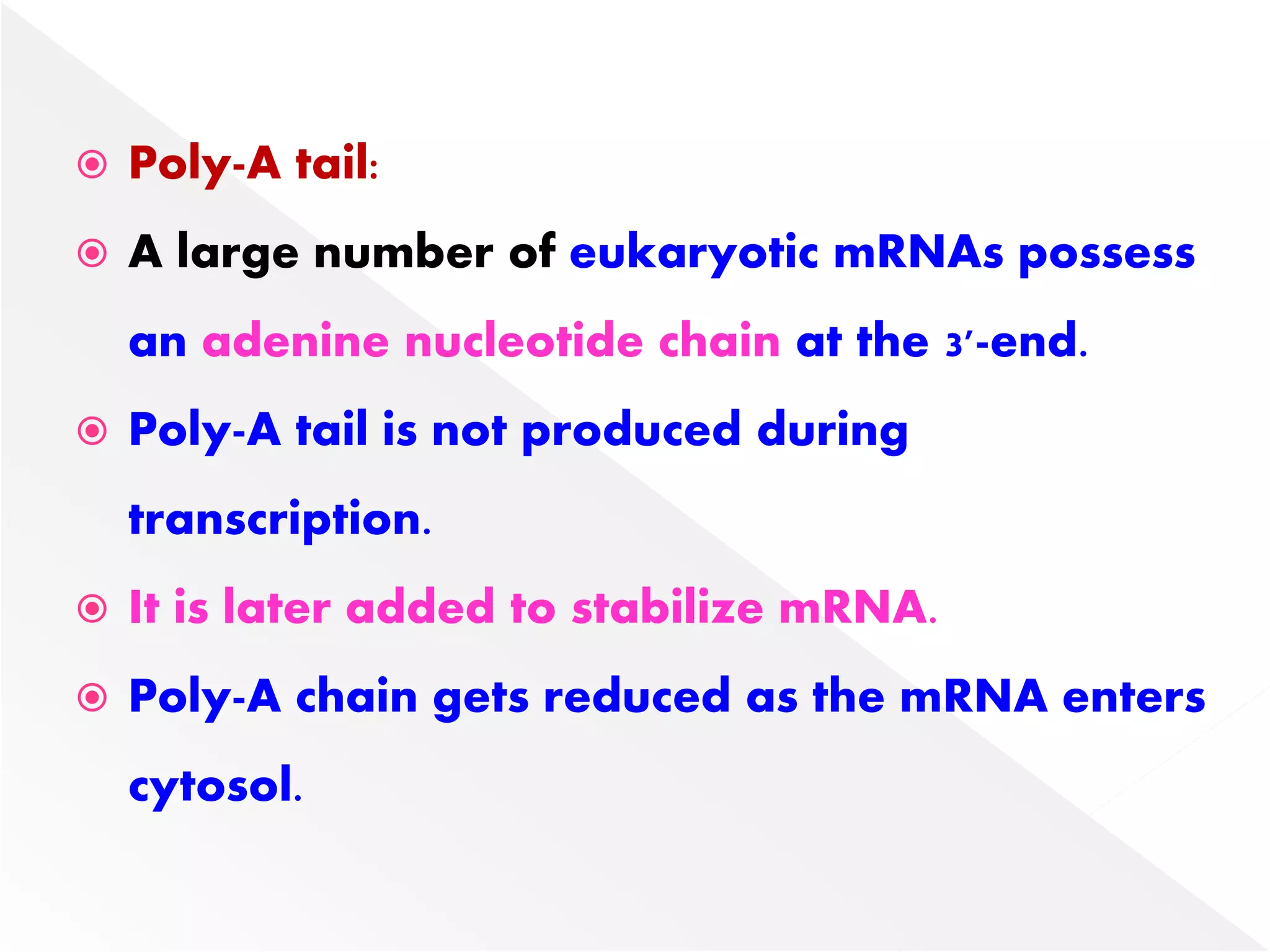  Poly-A tail:
 A large number of eukaryotic mRNAs possess
an adenine nucleotide chain at the 3'-end.
 Poly-A tail is not produced during
transcription.
 It is later added to stabilize mRNA.
 Poly-A chain gets reduced as the mRNA enters
cytosol.
 
