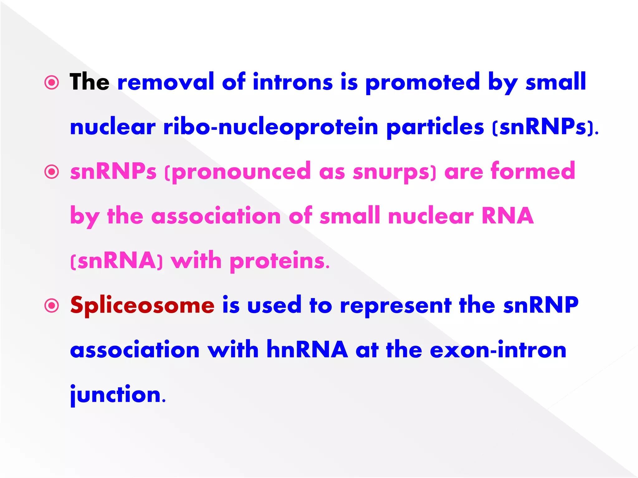  The removal of introns is promoted by small
nuclear ribo-nucleoprotein particles (snRNPs).
 snRNPs (pronounced as snurps) are formed
by the association of small nuclear RNA
(snRNA) with proteins.
 Spliceosome is used to represent the snRNP
association with hnRNA at the exon-intron
junction.
 