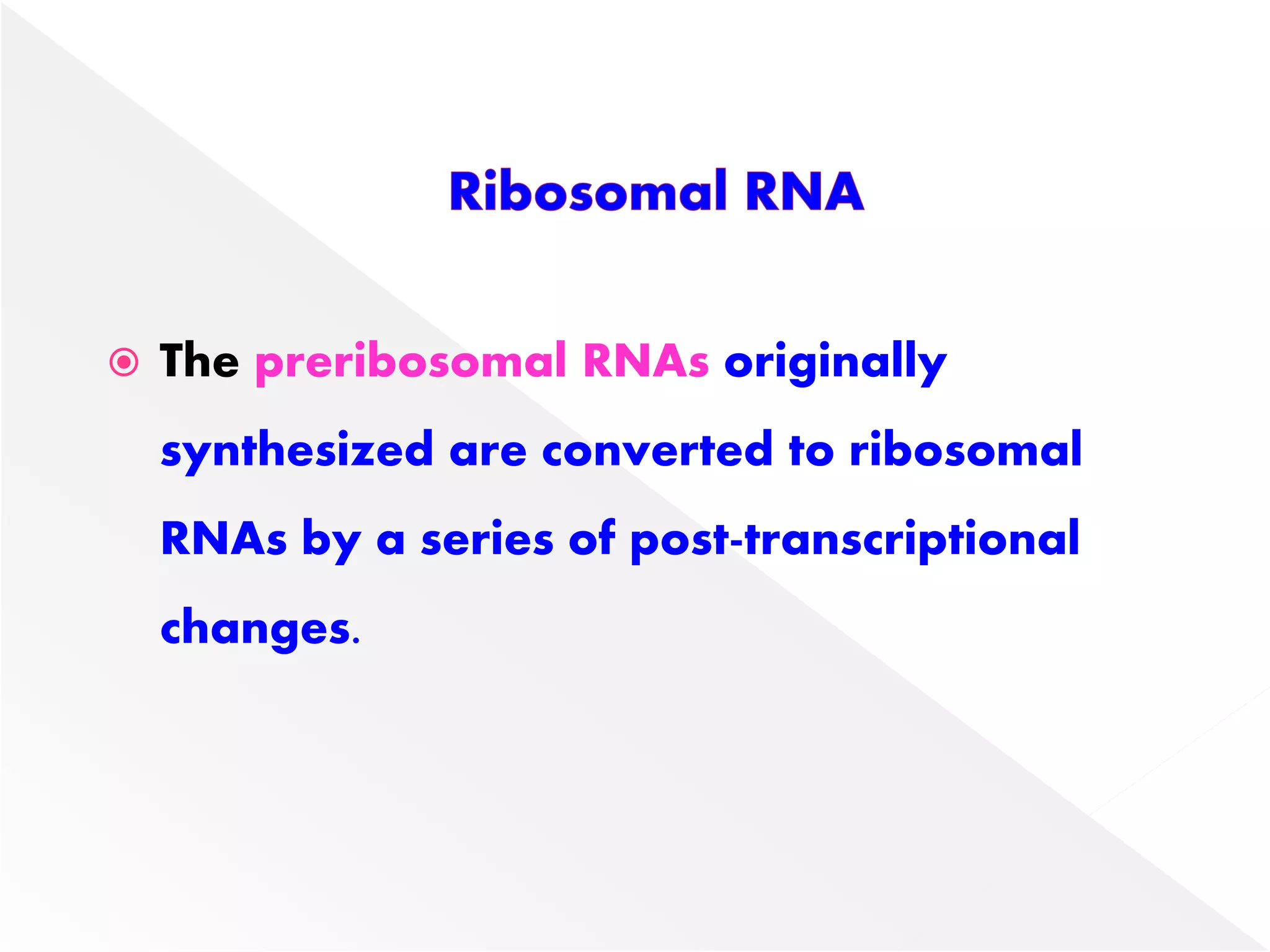  The preribosomal RNAs originally
synthesized are converted to ribosomal
RNAs by a series of post-transcriptional
changes.
 
